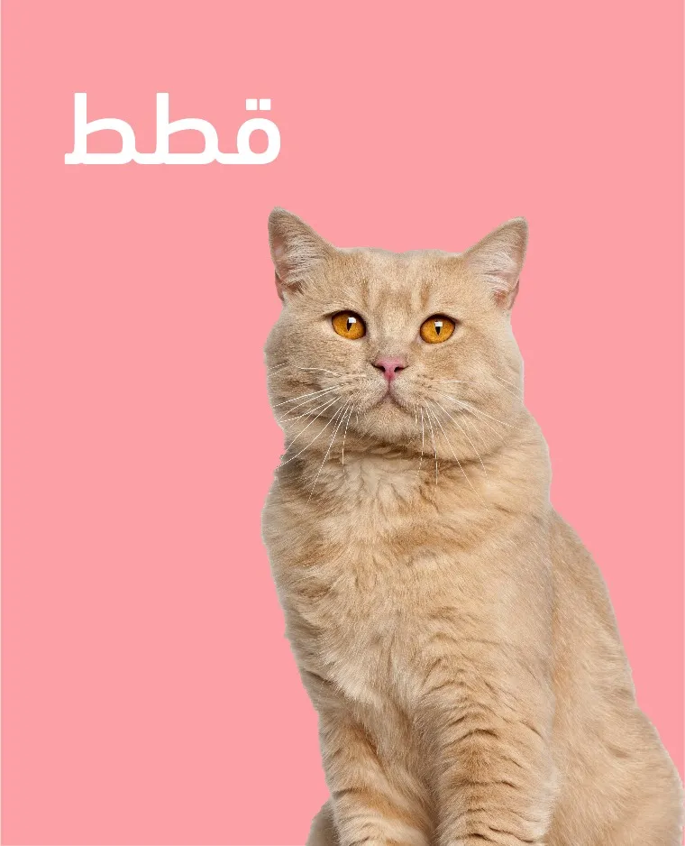 قطط