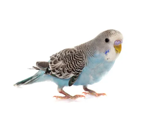 طيور الحب