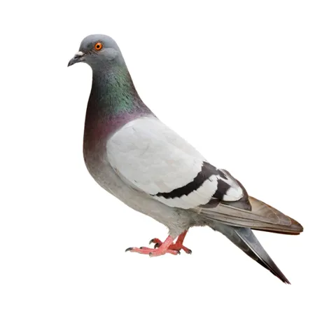حمام