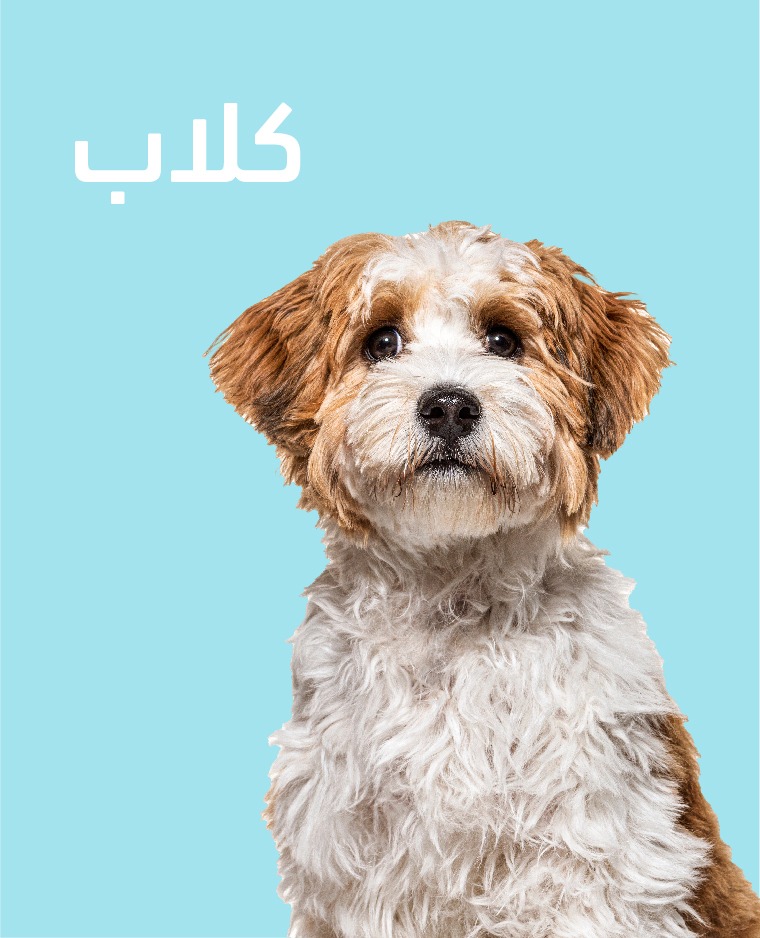 كلاب