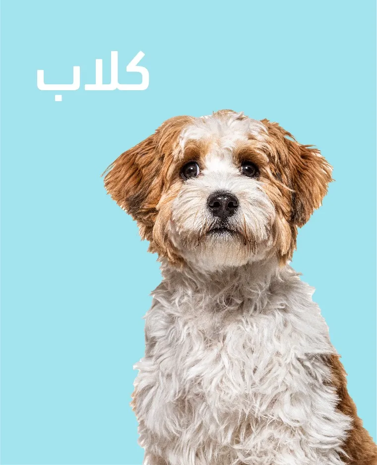 كلاب
