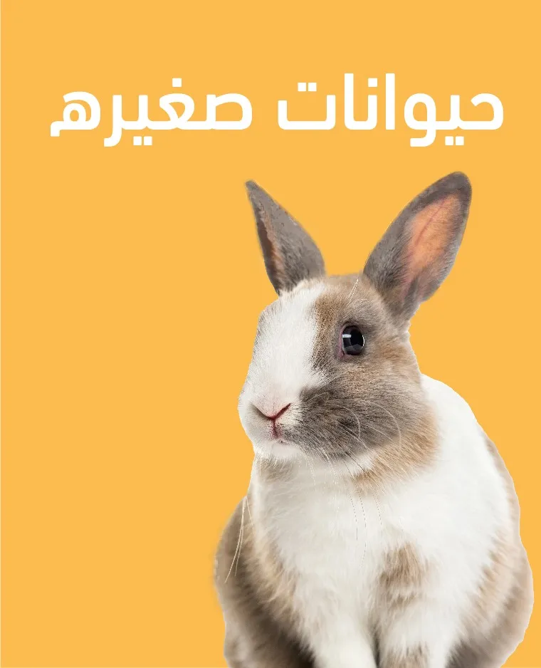 حيوانات صغيرة