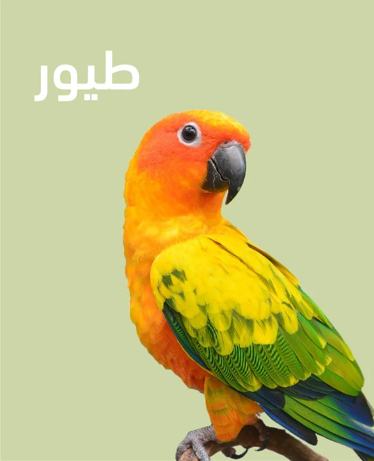 طيور