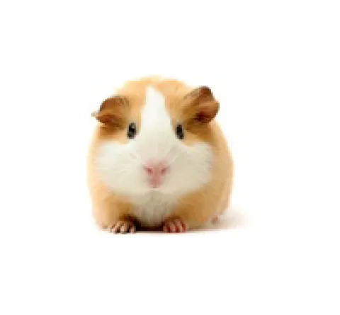 الخنزير الغيني