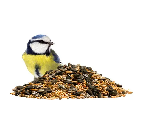 مكافأت طيور