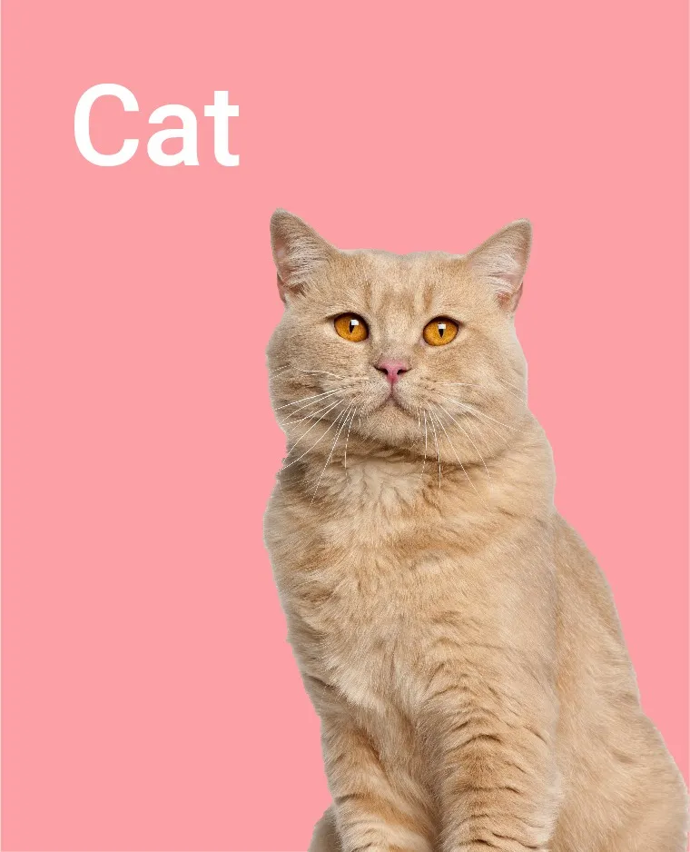 Cats