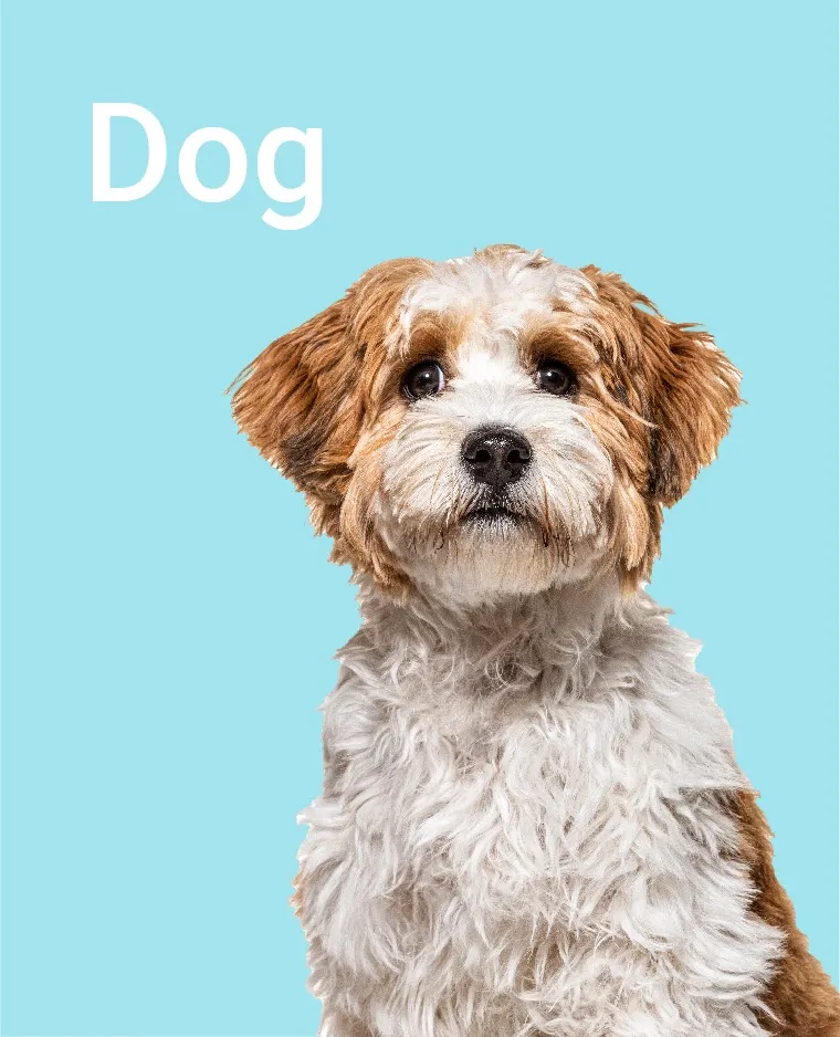 Dogs