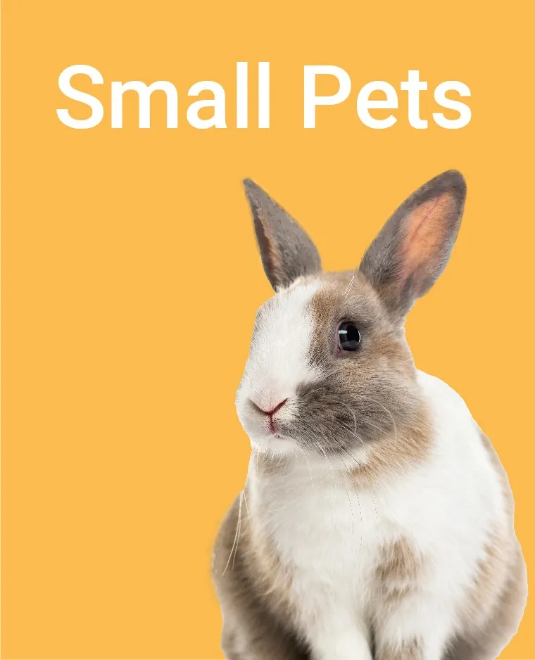 Small Pets