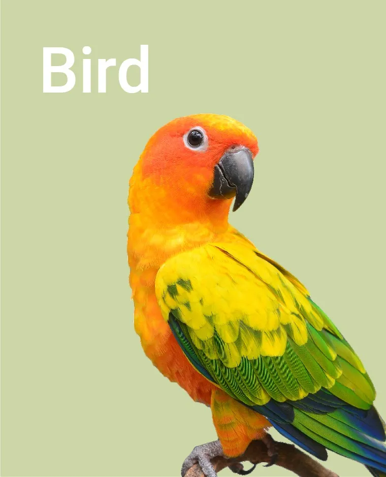 Birds