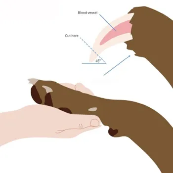 petpoint