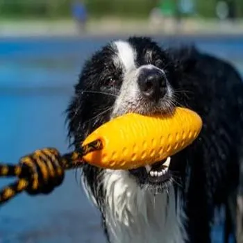 petpoint