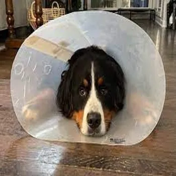 petpoint