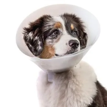 petpoint