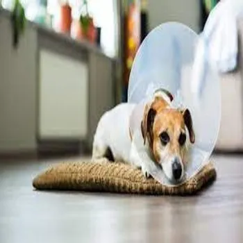 petpoint