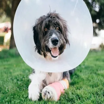 petpoint