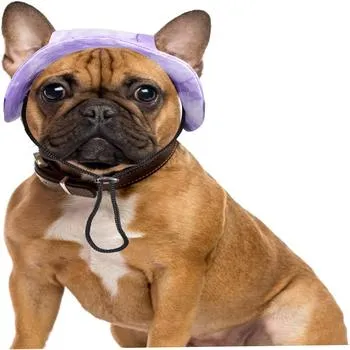 petpoint