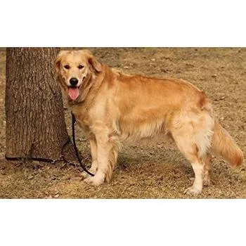 petpoint