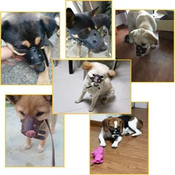 petpoint