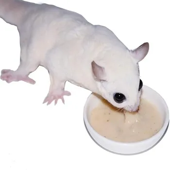 petpoint