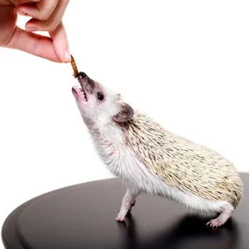 petpoint